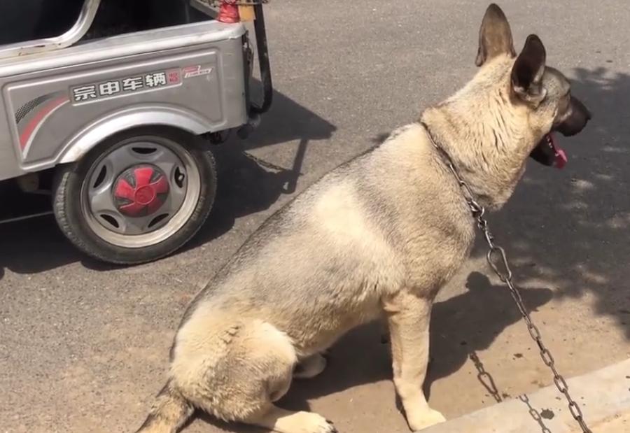 河南低价出售狗狗,河南宠物成年狗