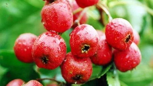 各种常吃水果名和图片,喜欢吃水果了解水果种类