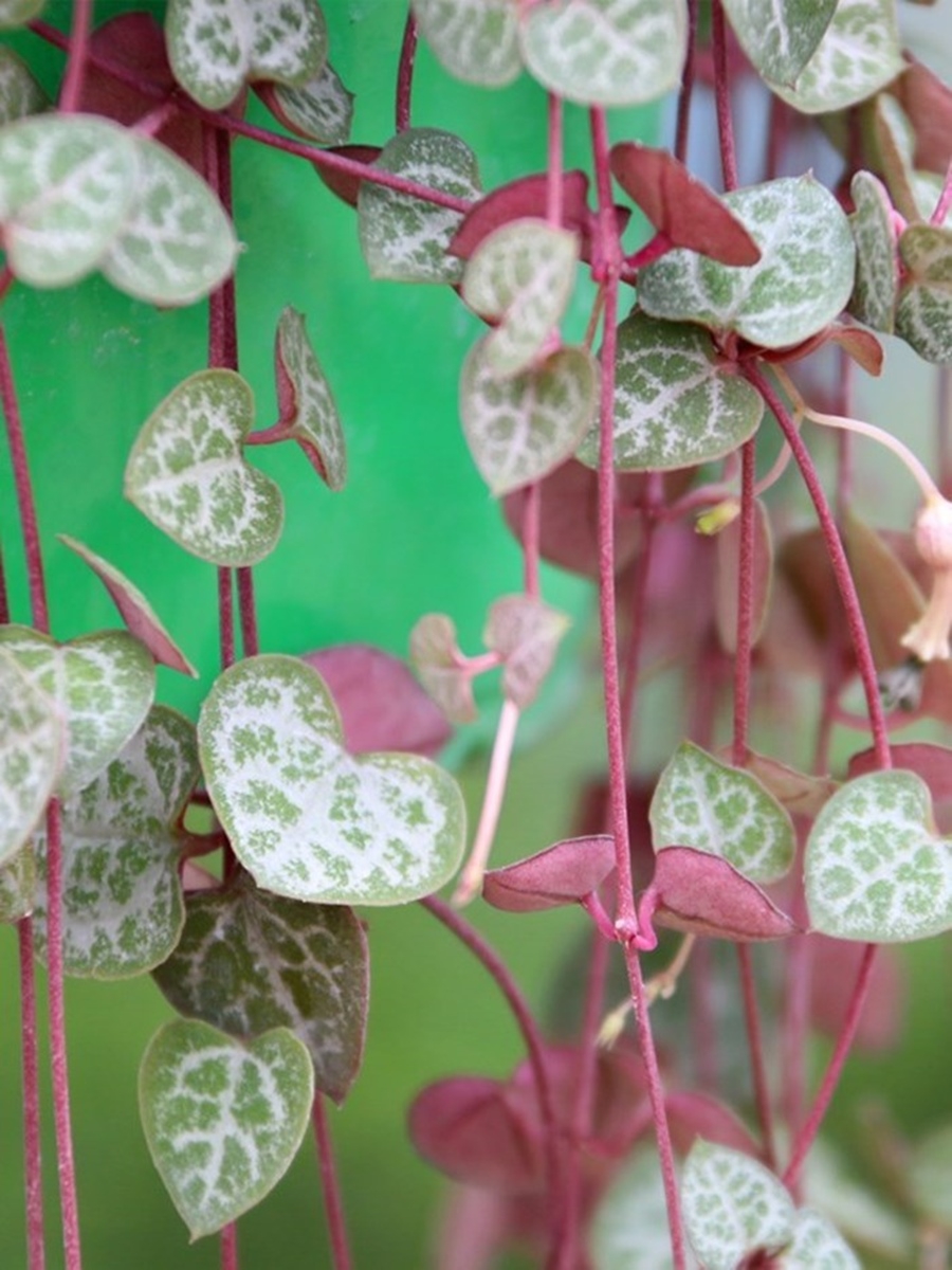 18种院子好看的花儿,18种漂亮的花