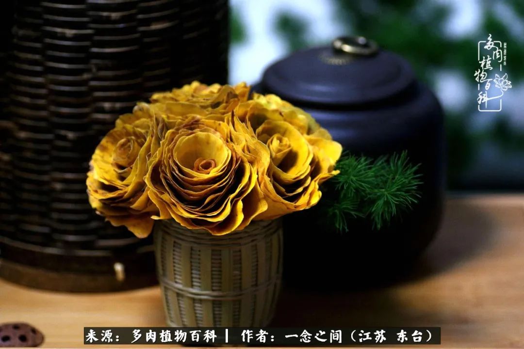 一见多肉误终生,一见多肉误终生从此钱包成路人