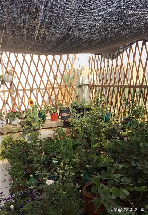 如何养月季花的技巧和施肥时间,月季怎么养开大花好看视频