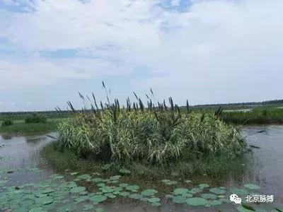 画说回龙观,北京最漂亮的森林公园