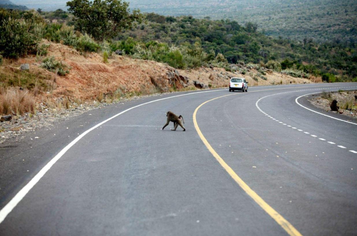 货车撞上牛群当场撞死14头牛,货车撞上牛群致14头牛当场死亡