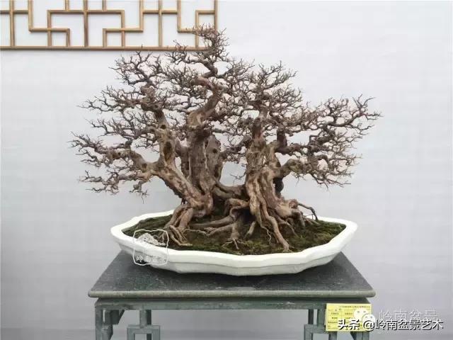 最美的100盆雀梅盆景,雀梅盆景第一年修剪视频