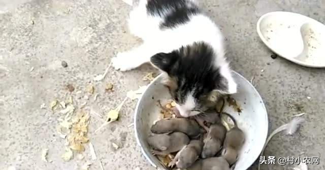 家里有老鼠怎么办老鼠吃什么,老鼠每个地方都有吗