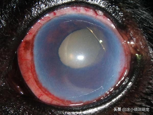 狗狗视力受损,怎样才能判断狗狗失明或视力受损