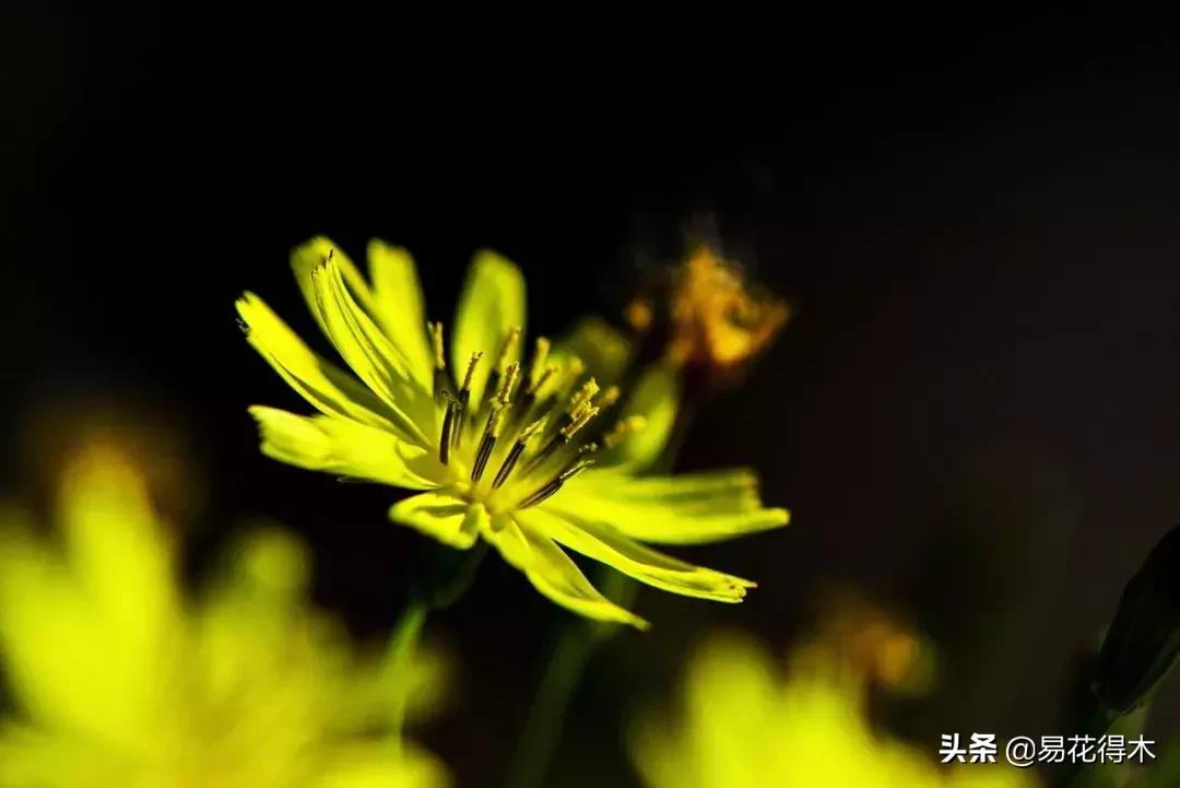 小满至，苦菜长，农家野菜名天香