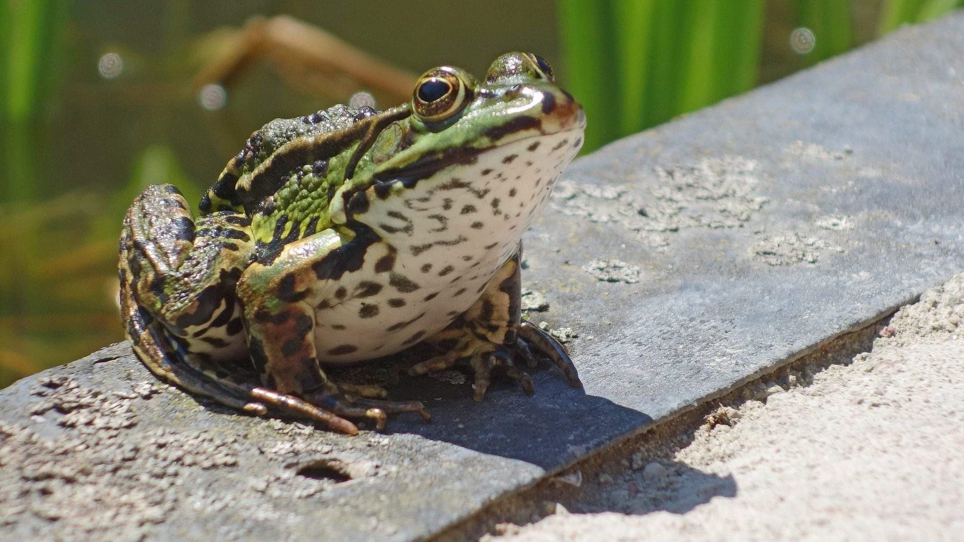 树蛙幼体饲养,林蛙幼蛙怎样转移大棚饲养