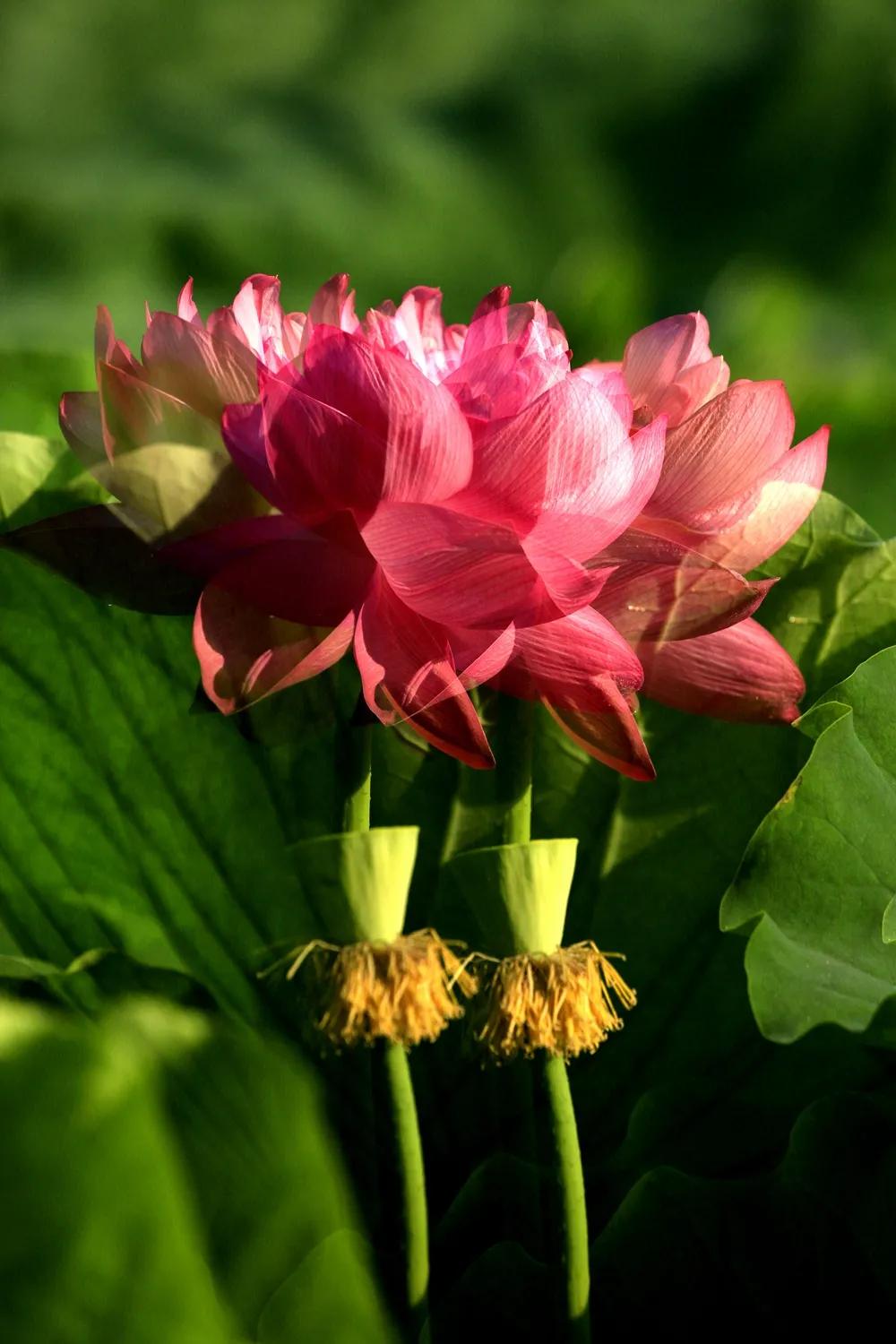 津门网金熙男：梦幻荷韵