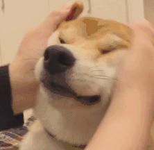 狗狗能剖腹产几次,狗狗剖腹产需要注意什么