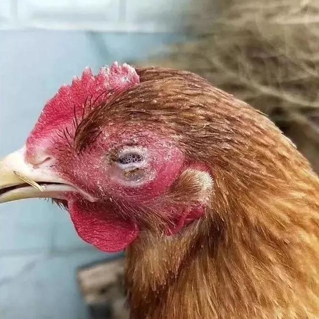 鸡的眼睛流泪、肿大睁不开是什么病？该怎么治疗？
