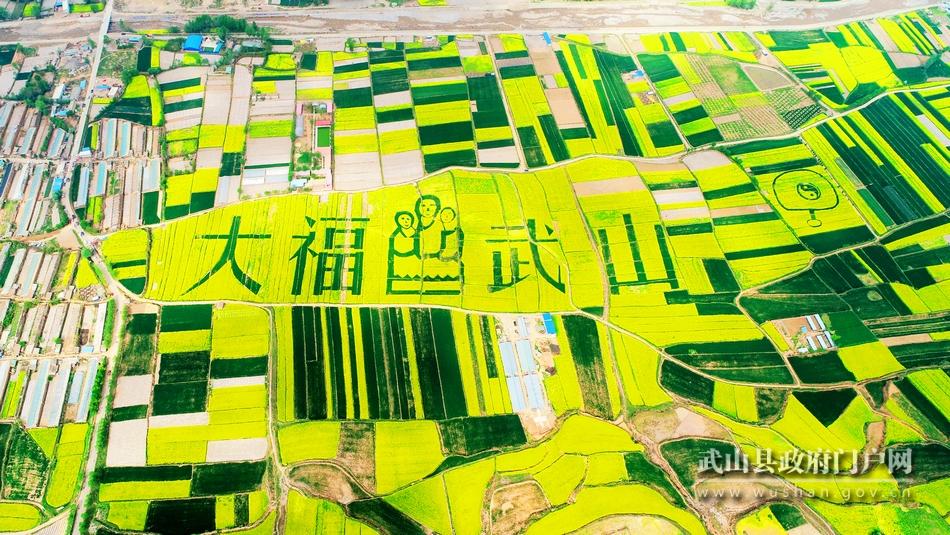 最美武山油菜花,湖口武山油菜花基地