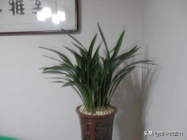 兰叶出现黑斑病如何处理,兰叶根部上有黑斑点怎么处理