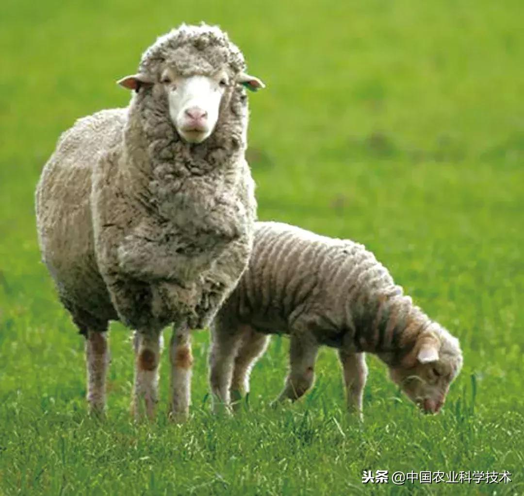 肉羊常见病的预防和治疗,肉羊常见疾病及图片