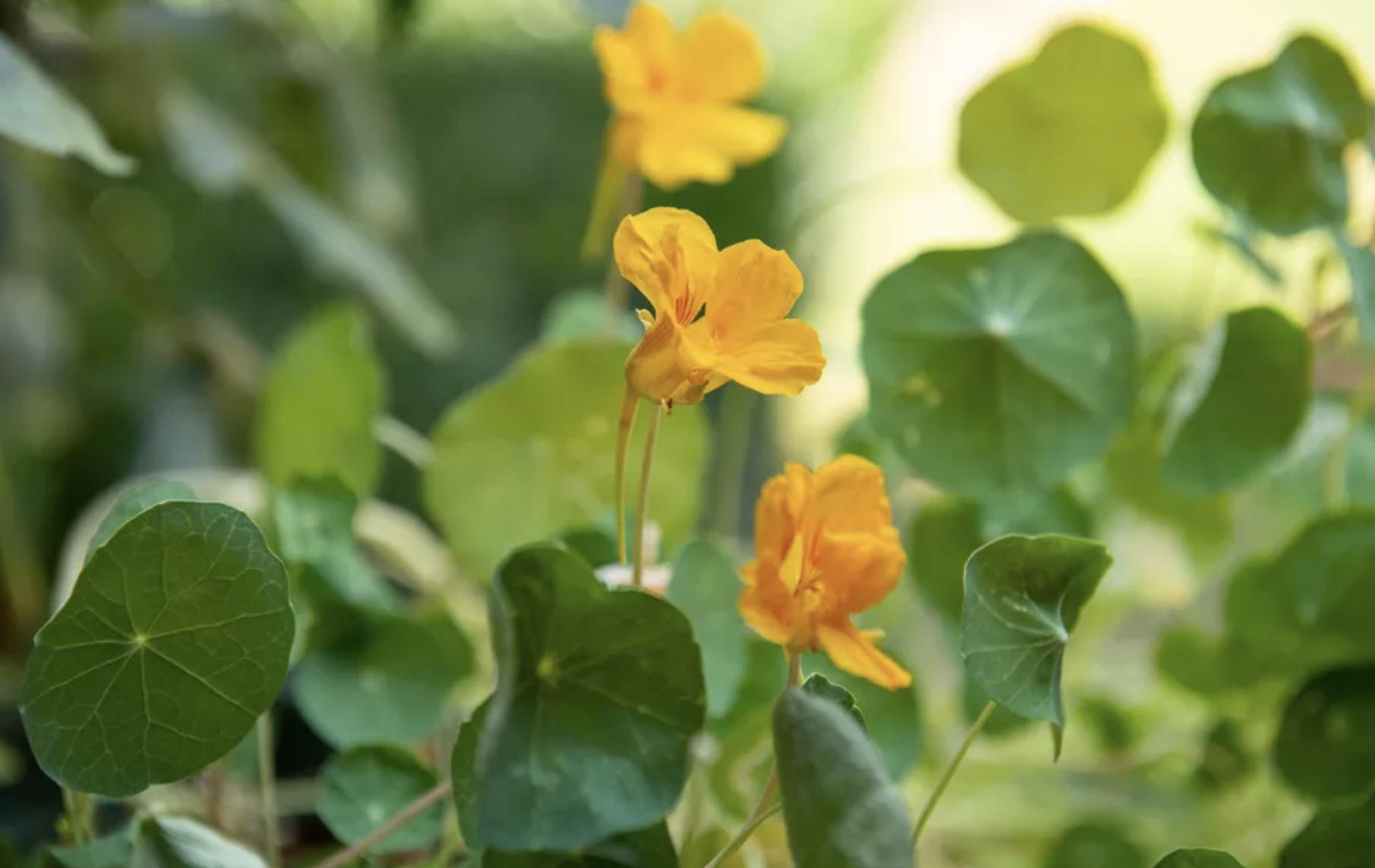 充满生命力的花卉,20种黄色的花