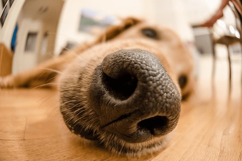 猫咪的胡须能探测多远的距离 (猫咪胡子和狗的胡子有什么区别吗)