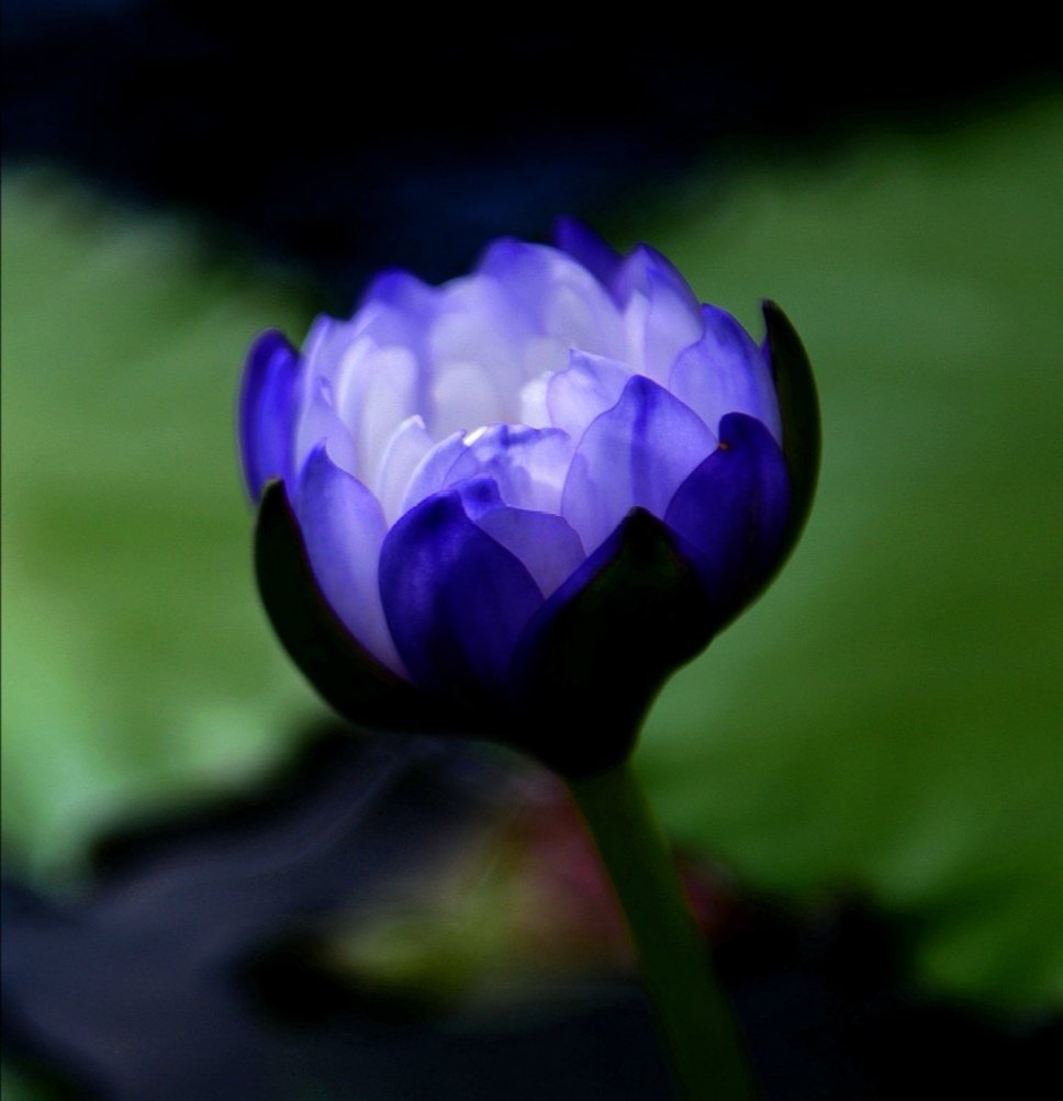 睡莲花开不染纤尘,睡莲纤尘不染给人一种清雅的感觉