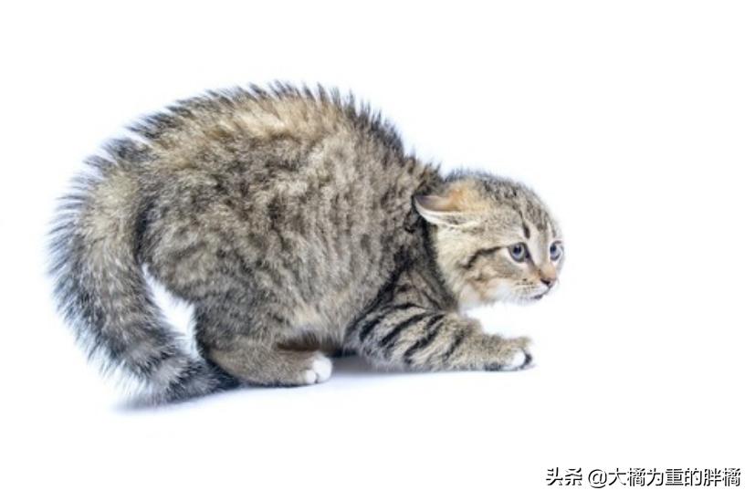 猫咪夹夹子是什么原因,猫咪夹尾巴什么意思