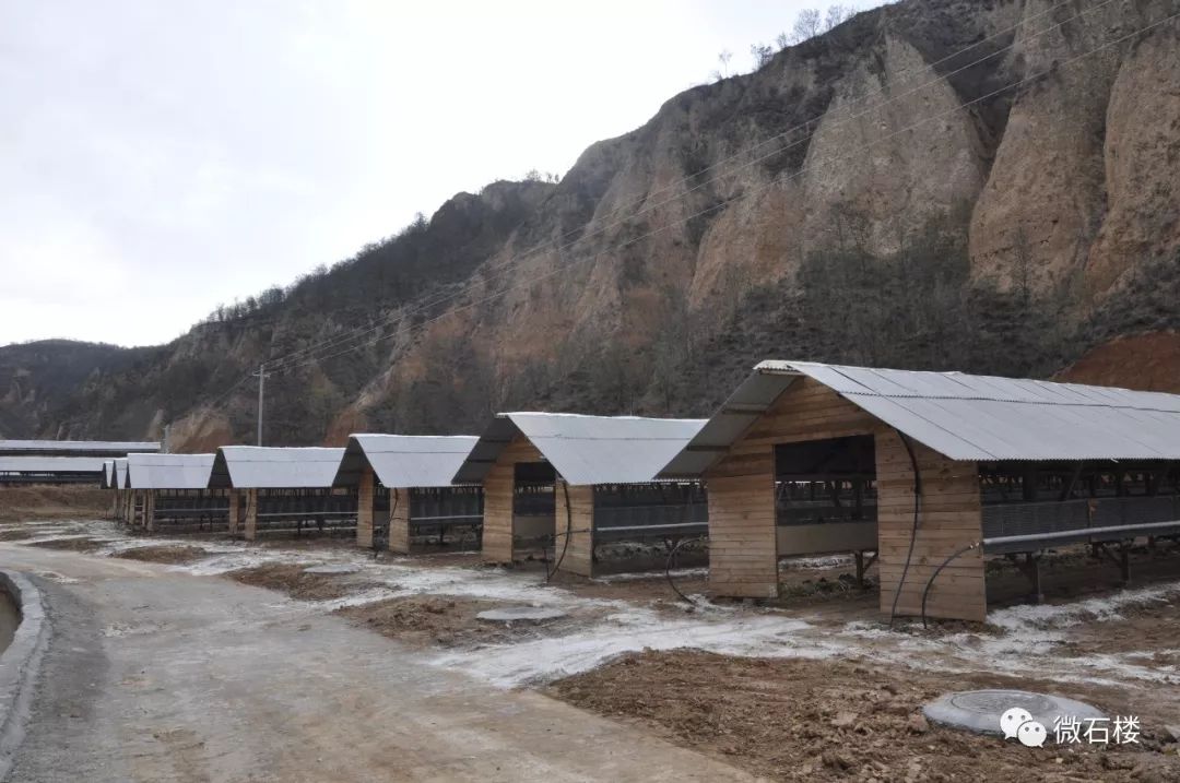 华隆集团董事长苗兴元在石楼县调研银狐产业发展情况