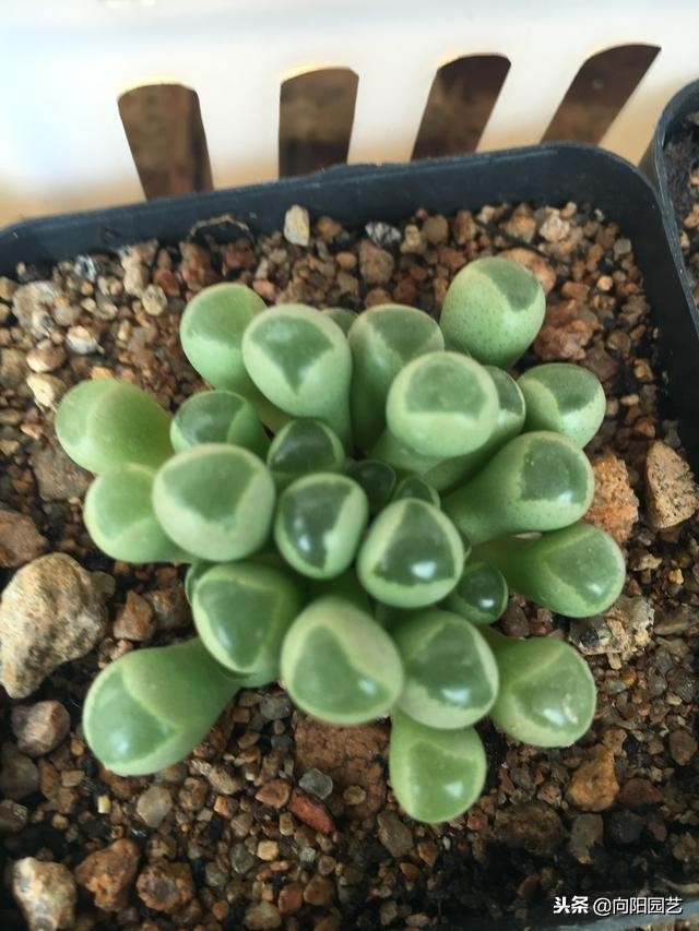 多肉七天内的生长变化,多肉变黄脱落什么原因