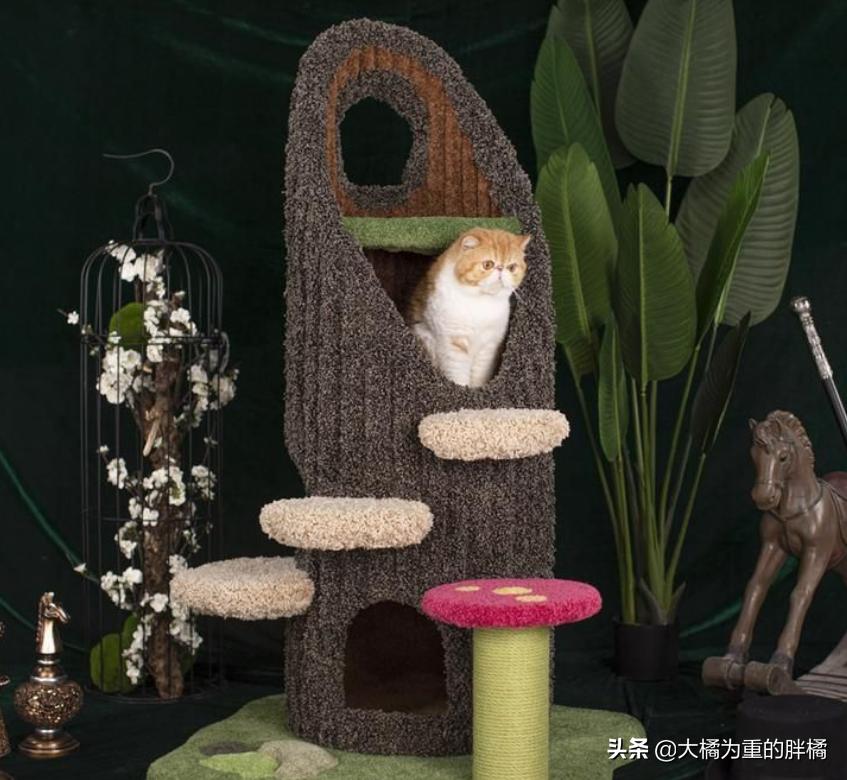 猫爬架危险,猫咪从猫爬架摔下来有事吗