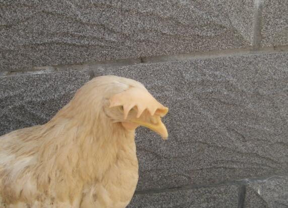 鸡冠发白是什么病用什么药能治好,鸡冠发黄可能什么病