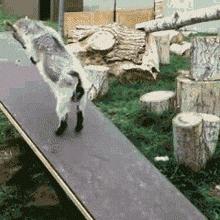 搞笑gif你们这些城里人太会玩了,搞笑gif逗比的世界你永远理解不了