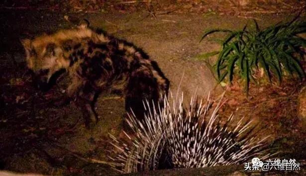 鬣狗进食豪猪,鬣狗对战豪猪视频