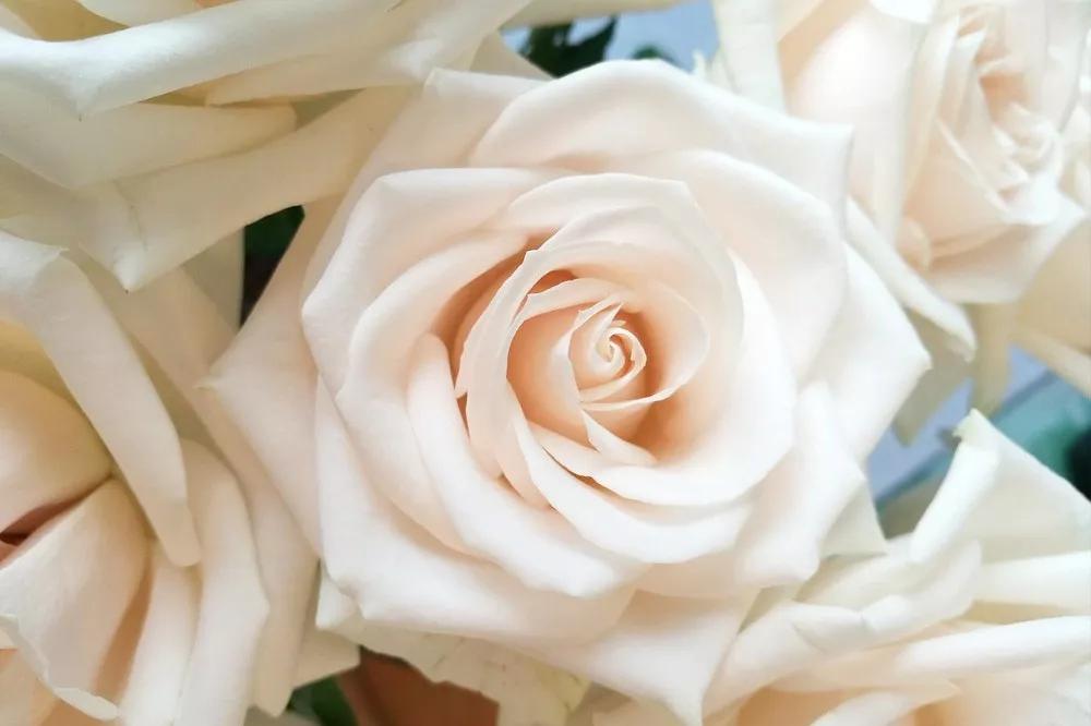 花店必备的5款玫瑰,鲜花图鉴一次性认识30种玫瑰花