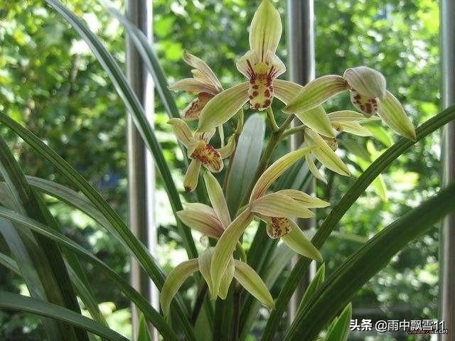 兰花怎么养才能长得旺盛,兰花怎么养才能旺盛容易开花