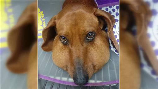 智齿的各种问题,智齿后续问题及解决方法