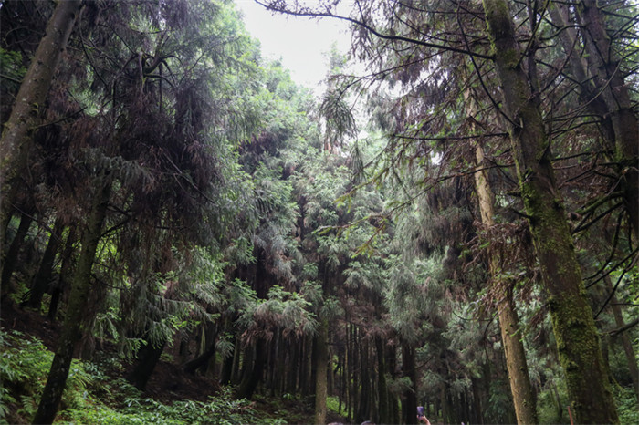 重庆一个来了就不想走的城市,彭水适合一个人去的地方