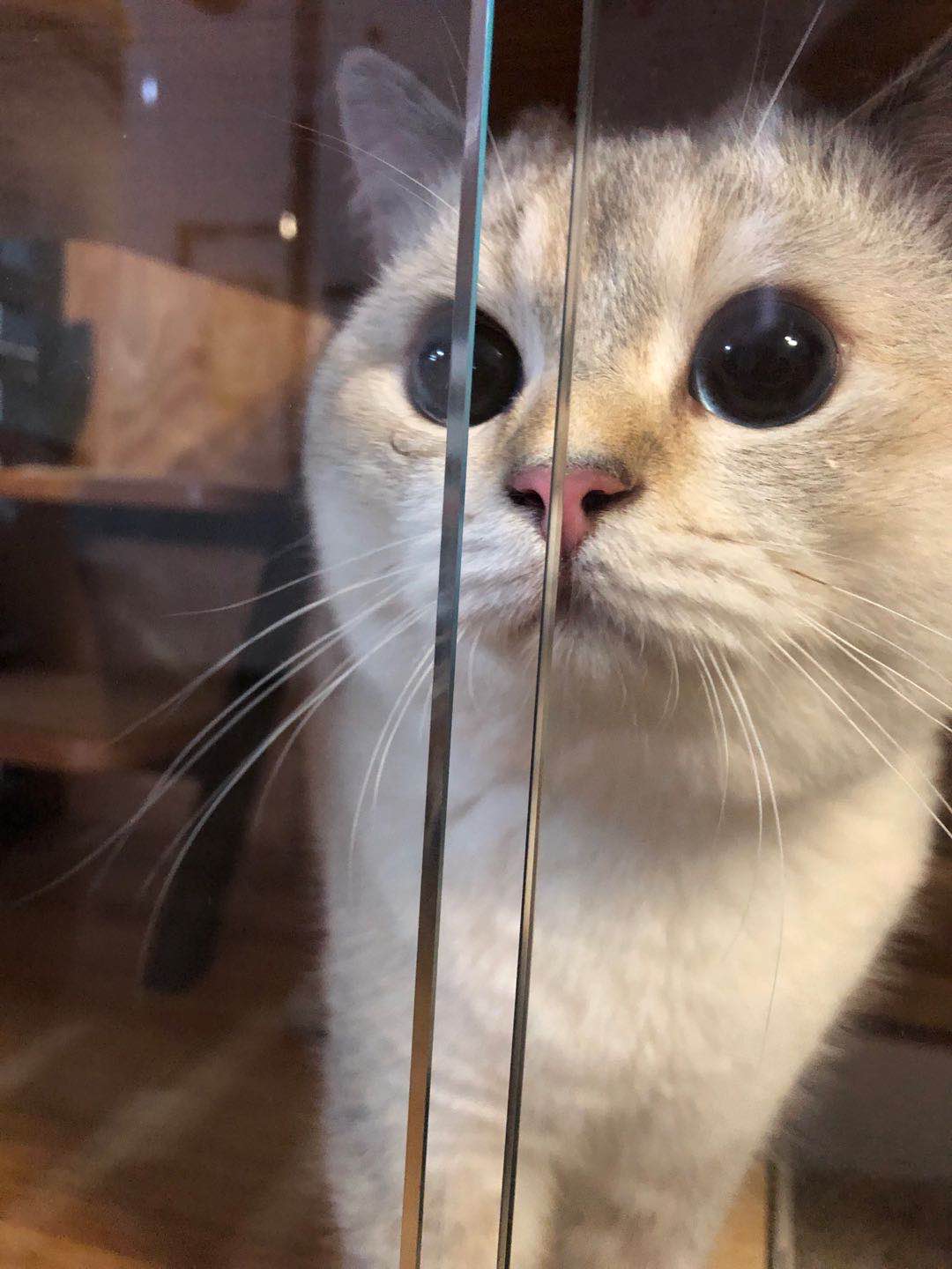 像周震南的猫,周震南的猫有多少