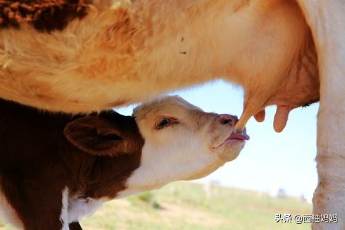 如何增加乳汁量,乳汁分泌不足时如何增加母乳量