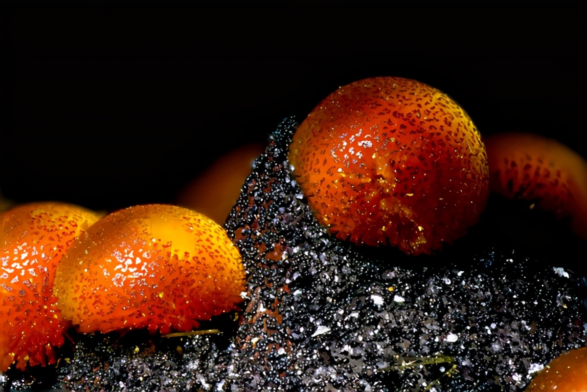 元宵节快乐的美景,元宵节快乐食物