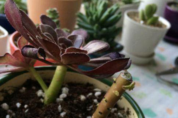 多肉砍头发芽后怎么养护,碧桃多肉砍头扦插可以带着枝条吗