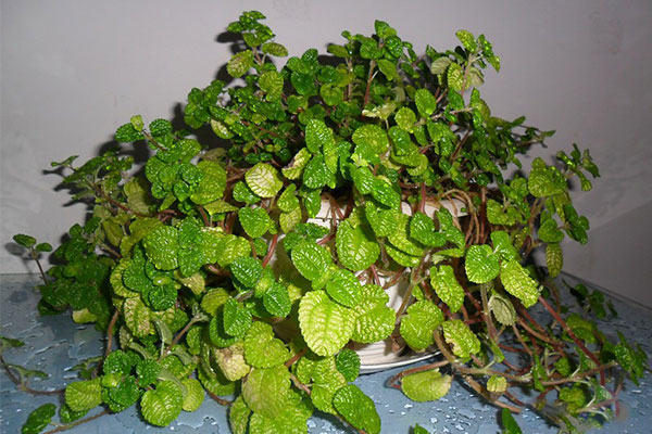 吸毒草开完花后如何打理,吸毒草叶子发黄怎么办