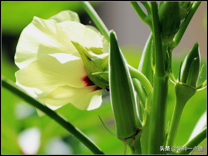 黄秋葵主要虫害有哪些,黄秋葵病害图片大全