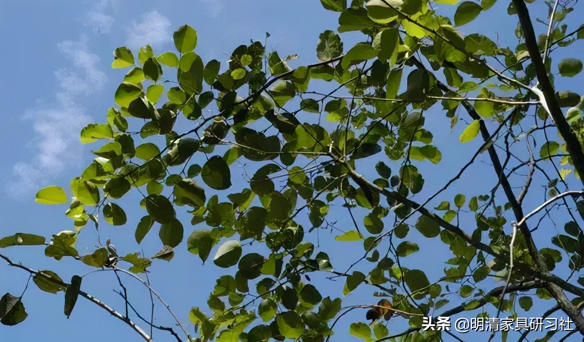 一文读懂沉香,一文读懂瓷器