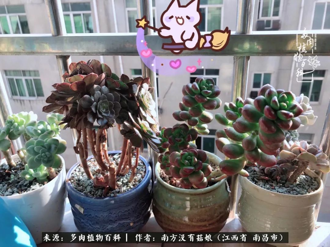 既见云胡不喜,既见君子云胡不喜毛笔楷书