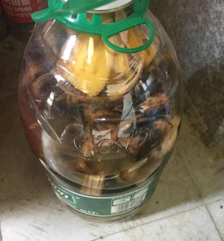 长寿花自制营养液,自制长寿花催花的方法