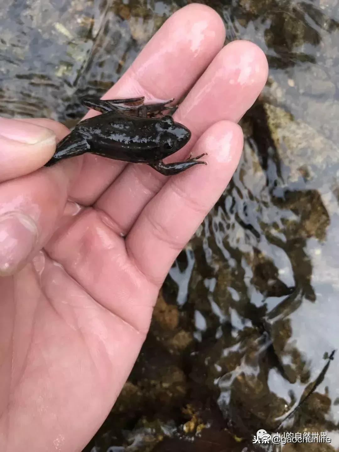 草龟难养,养草龟笔记