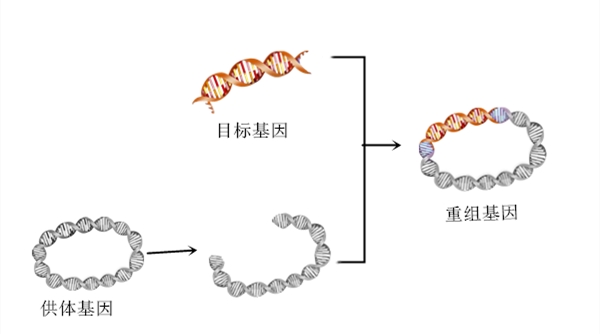 如何正确看待转基因技术和产品？谈“转”色变不应该