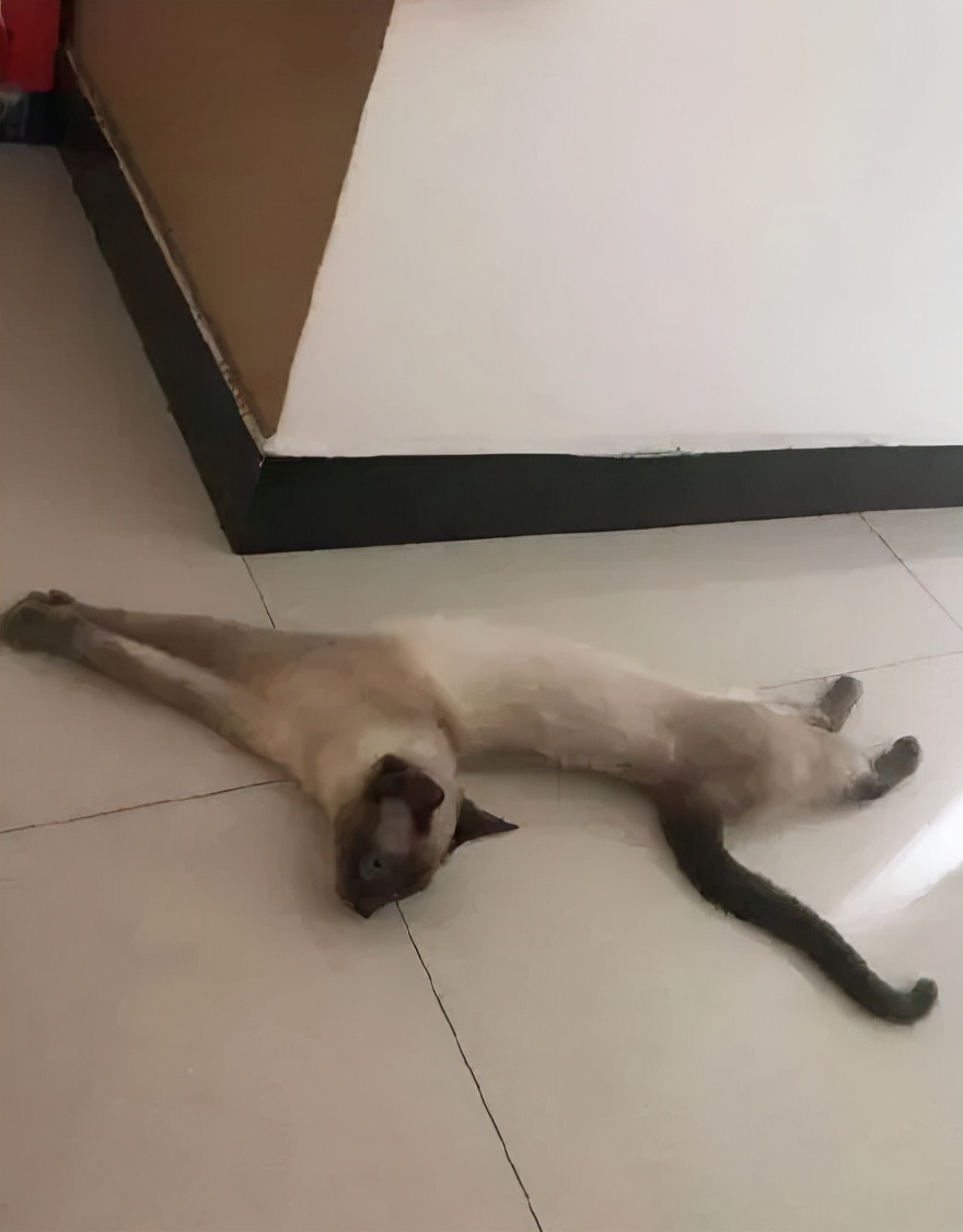 猫的终极凡尔赛：你的屏幕放不下我的腿