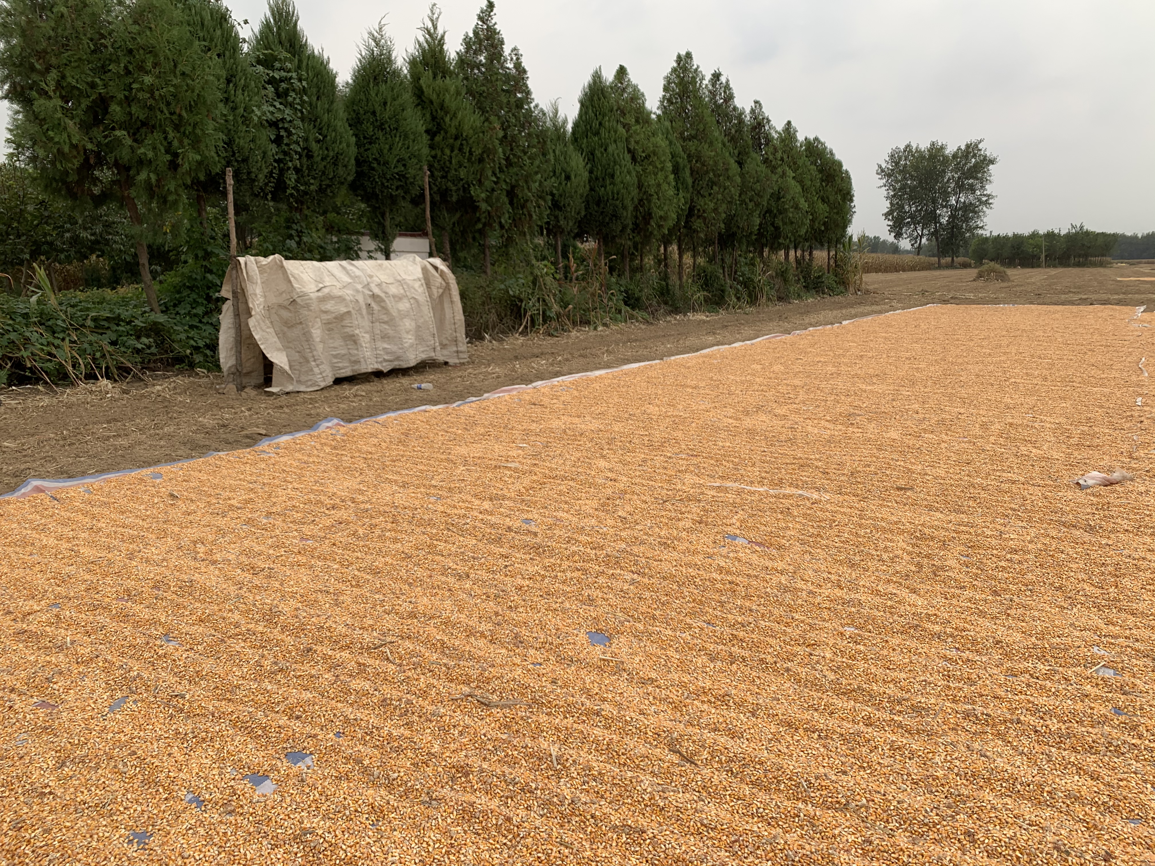 农村晾粮食棚,农村晒谷场能搭建棚子吗