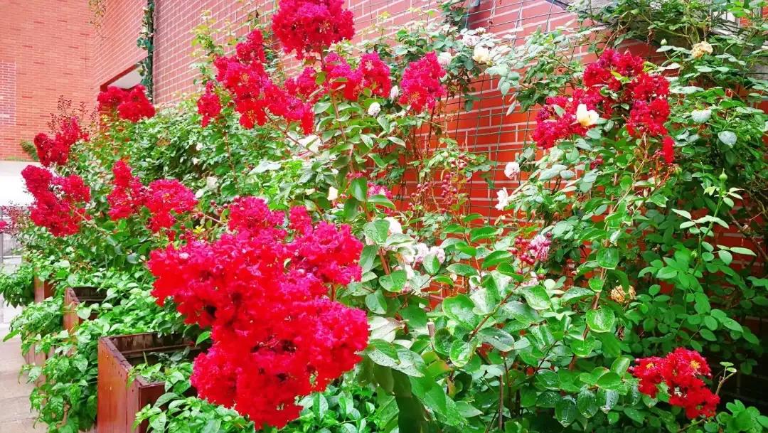 天津高级中学,天津市第二南开中学录取分数线