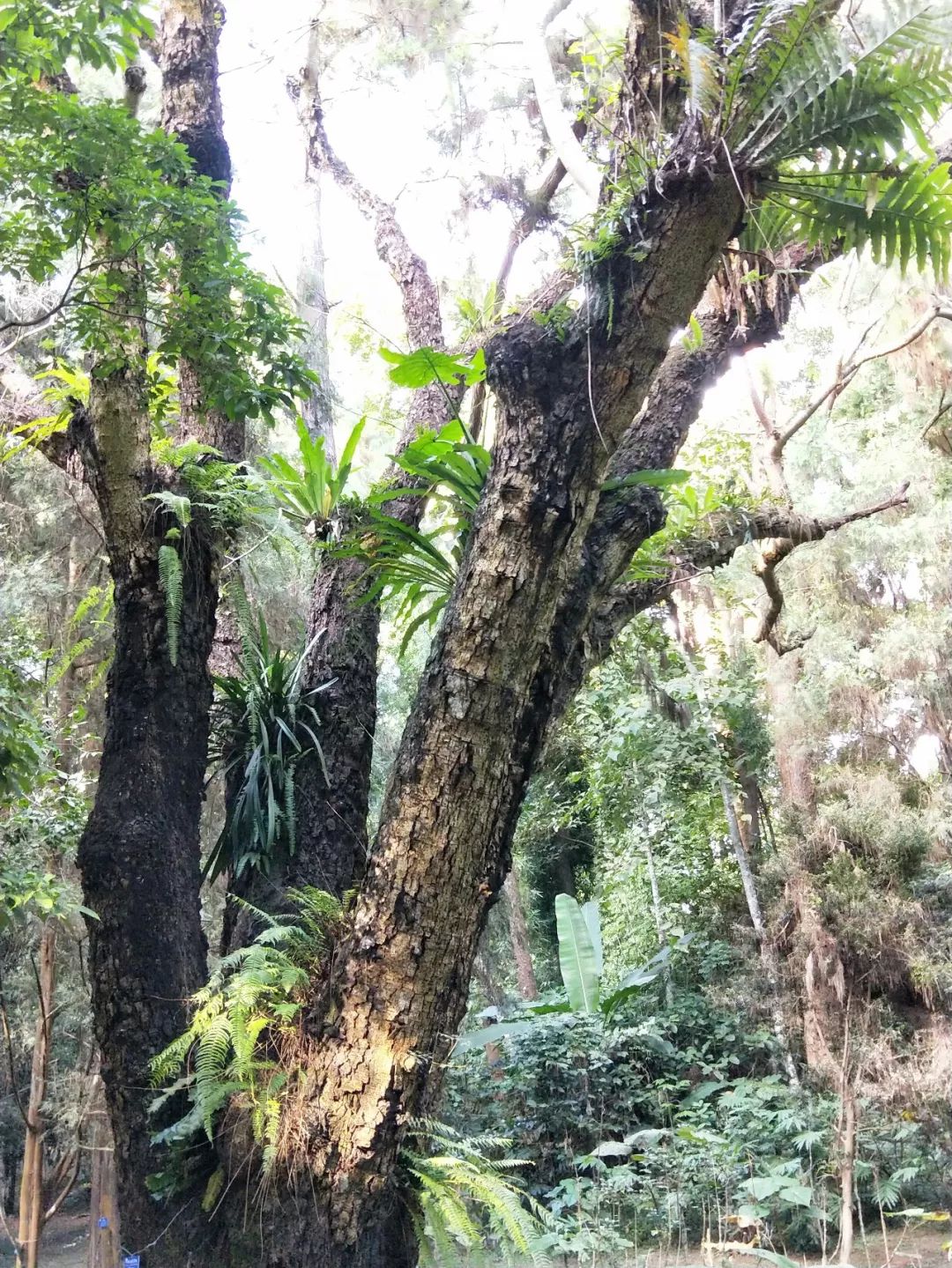 袁金奎老师国画作品欣赏,袁金奎写意花鸟画作品