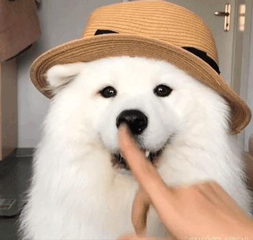 为什么这些狗狗当不了警犬，大型“反间计”现场