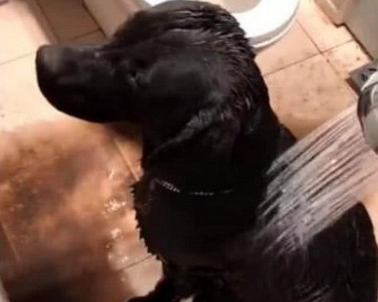 养黑色拉布拉多好还是养布偶猫好,拉布拉多犬黑色的怎么养