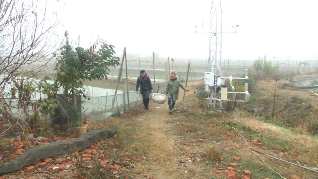 创富新发现：体质强健生长快，台湾泥鳅效益红火！